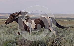 Wild Horse Running in the Wyoming Desert