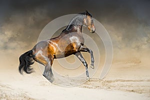 Wild horse runs gallop in dust desert