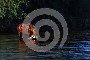 Wild Horse on the Salt River