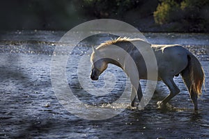 Wild Horse on the Salt River