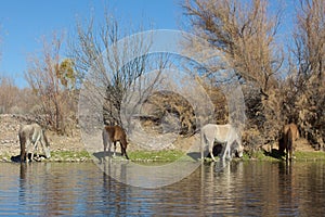 Wild Horse At the Salt River