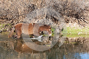 Wild Horse in Salt River