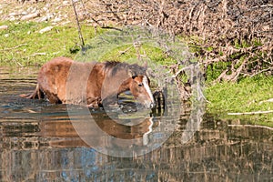 Wild Horse in the Salt River