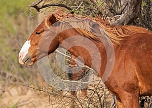 Wild Horse of the Salt River, Arizona