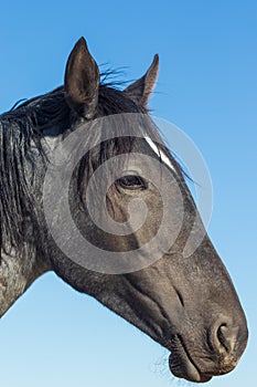 Wild Horse Side Portrait