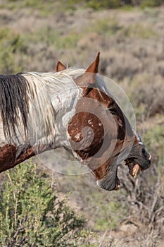 Wild Horse Side Portrait