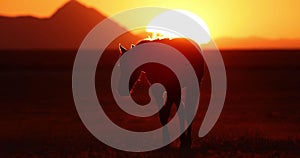 Wild horse silhouette in crimson sunset along Pony Express