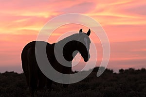 Wild Horse Silhouetted in Beautiful Sunset