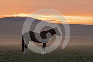 Wild Horse Silhouettedat Sunrise in the Utah Desert