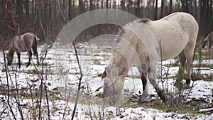 Wild horse in a snowy forest