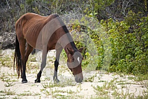 Wild horse (Spanish Mustang) on a sandy beach