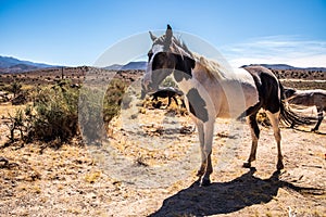 Wild horse with spots called an Appaloosa in Nevada desert