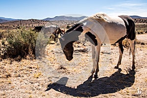 Wild horse spotted Appaloosa roaming in Nevada desert