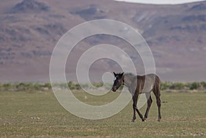 Wild Horse in Spring in the Utah Desert