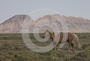 Wild Horse in Spring in the Utah Desert