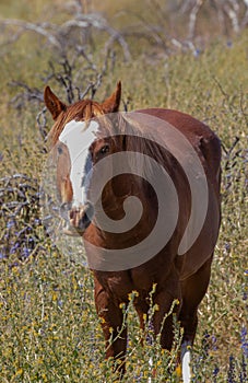 Wild Horse in Springtime in the Arizona Desert