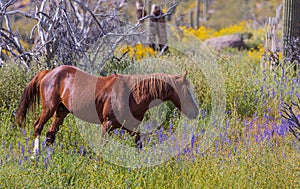 Wild Horse in Springtime in the Arizona Desert