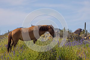 Wild Horse in Springtime in the Arizona Desert