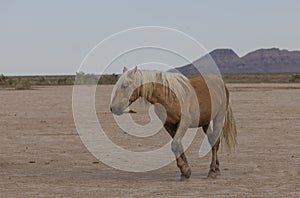 Wild Horse in Springtime in the Utah Desert