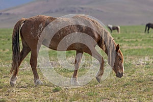 Wild Horse in Springtime in the Utah Desert