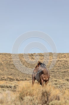 Wild Horse Stallion in Autumn in Wyoming