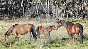 Wild horse Stallion and his foal