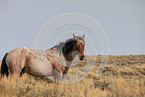 Wild Horse Stallion in the Red Desert