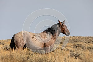 Wild Horse Stallion in the Red Desert in Autumn