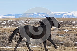 Wild horse stallion running in Wyoming
