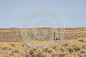 Wild Horse Stallion in Wyoming