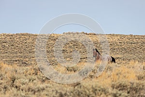 Wild Horse Stallion in Wyoming in Autumn