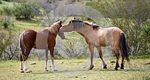 Wild horse stallions facing off before fighting in the Salt River area near Mesa Arizona USA