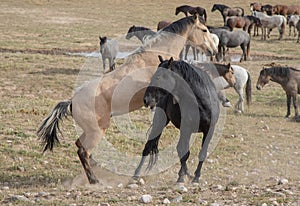 Wild Horse Stallions Fighting