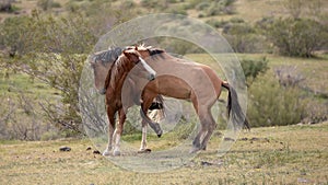 Wild horse stallions fighting in the Salt River wild horse management area near Mesa Arizona USA