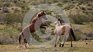 Wild horse stallions fighting in the southwest desert in the spring near Scottsdale Arizona USA