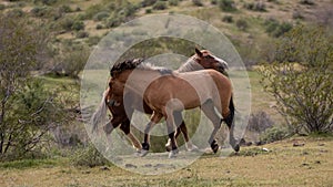 Wild horse stallions fighting in the springtime desert in the Salt River wild horse management area near Mesa