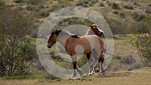 Wild horse stallions kicking and biting while fighting in the Salt River Canyon area near Scottsdale Arizona USA