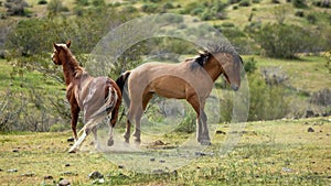 Wild horse stallions kicking each other while fighting in the Salt River wild horse management area near Mesa Arizona USA
