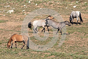 Wild Horse Stallions kicking while fighting in the middle of their herd in the Pryor Mountains Wild Horse Range in Montana USA