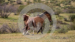 Wild horse stallions kicking while fighting in the Salt River Canyon area near Scottsdale Arizona USA