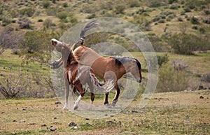 Wild horse stallions kicking while fighting in the Salt River wild horse management area near Mesa Arizona USA