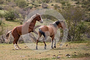 Wild horse stallions rearing up and fighting in the Salt River wild horse management area near Scottsdale Arizona USA