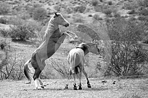 Wild horse stallions rearing up and striking while fighting in the Salt River wild horse management area near Mesa Arizona USA