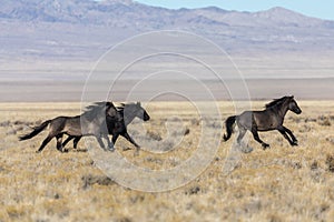 Wild Horse Stallions Running