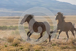 Wild Horse Stallions Running