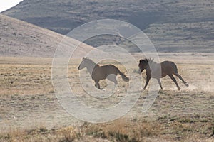 Wild Horse Stallions Running