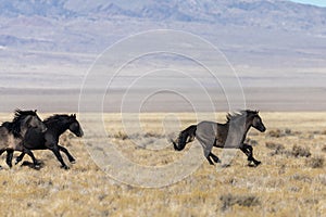 Wild Horse Stallions Running in the Desert