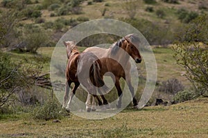 Wild horse stallions running and fighting in the springtime desert in the Salt River wild horse management area near Mesa Arizona