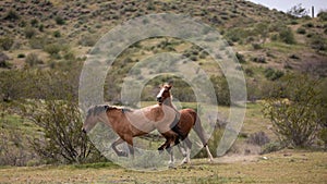 Wild horse stallions running kicking biting while fighting in the Salt River Canyon area near Scottsdale Arizona USA