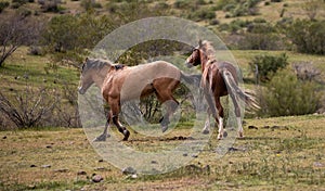 Wild horse stallions running and kicking while fighting in the Salt River Canyon area near Mesa Arizona USA